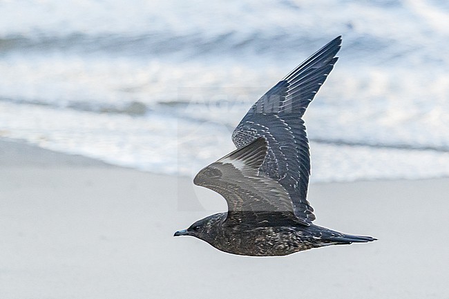  stock-image by Agami/Menno van Duijn,