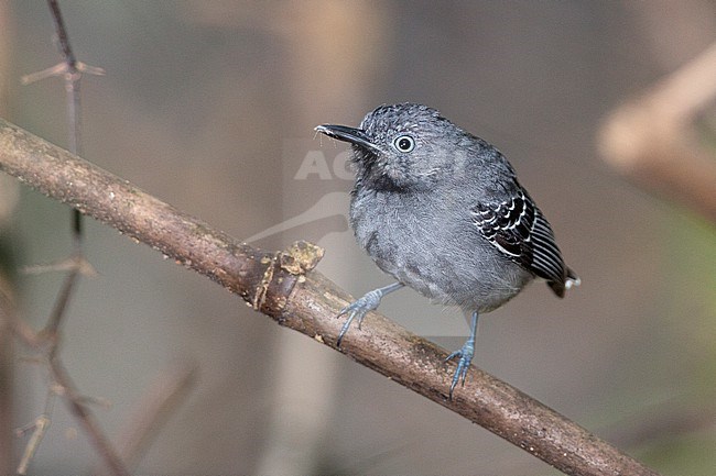 A male Black-chinned Antbird (Hypocnemoides melanopogon occidentalis) at Inírida, Guainía, Colombia. stock-image by Agami/Tom Friedel,