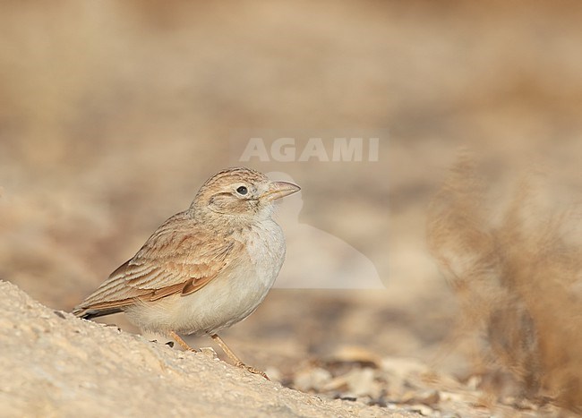 Arabian Lark (Eremalauda eremodites) in the Negev, Israel. stock-image by Agami/Yoav Perlman,