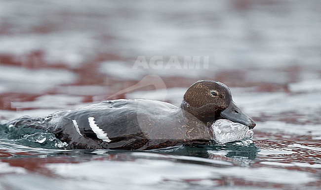 Vrouwtje Stellers Eider; Female Steller's Eider stock-image by Agami/Markus Varesvuo,