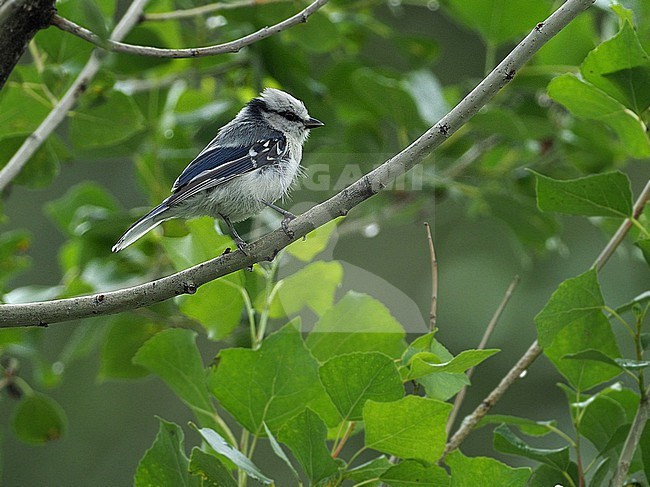 Azure Tit (Cyanistes cyanus) during summer in Xinjiang, China. Perched in a tree. stock-image by Agami/James Eaton,