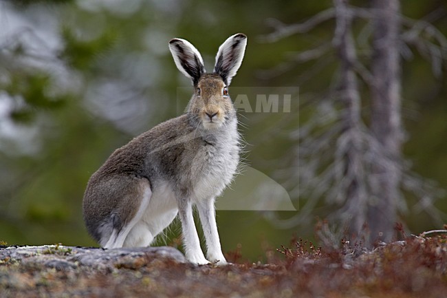 Sneeuwhaas, Mountain Hare, Lepus timidus stock-image by Agami/Jari Peltomäki,