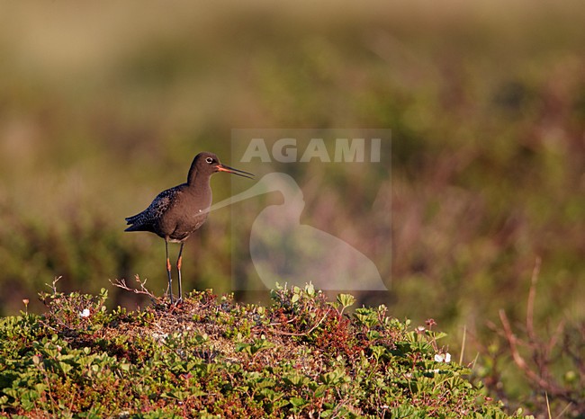 Volwassen Zwarte Ruiter roepend in broedgebied; Adult Spotted Redshank calling on breeding grounds stock-image by Agami/Markus Varesvuo,