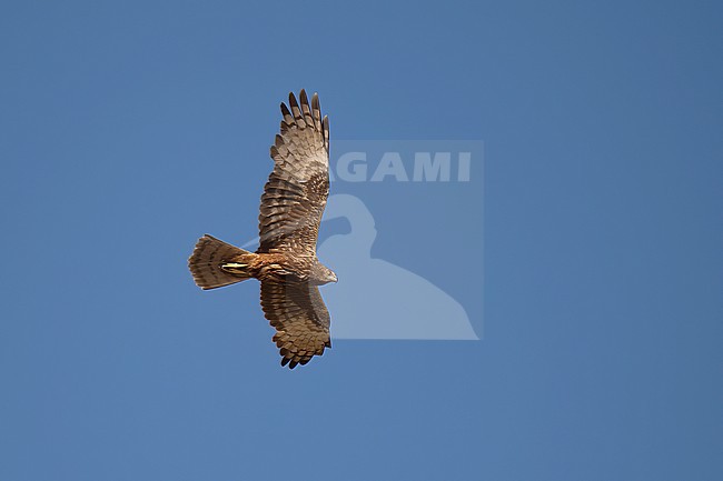Female Eastern Marsh Harrier (Circus spilonotus) in flight against blue sky over Mongolian steppe stock-image by Agami/Kari Eischer,