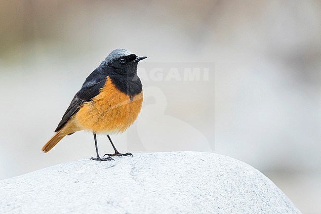 Black Redstart (Phoenicurus ochruros ssp. phoenicuroides), Kyrgyzstan, adult male perched on a rock stock-image by Agami/Ralph Martin,