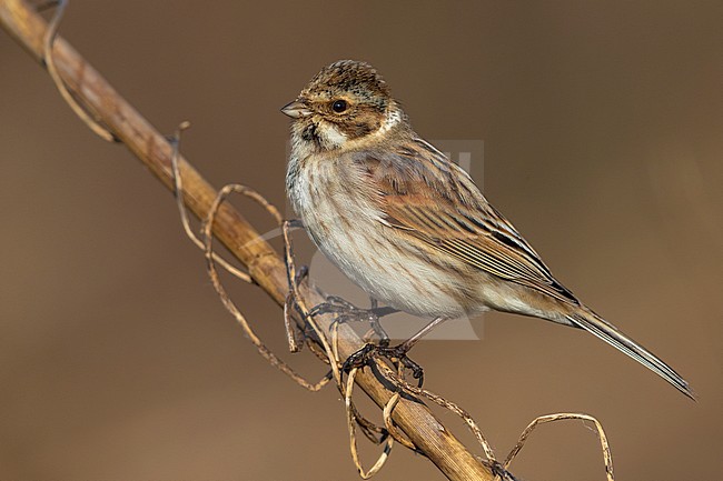 Common Reed Bunting, Emberiza schoeniclus stock-image by Agami/Daniele Occhiato,