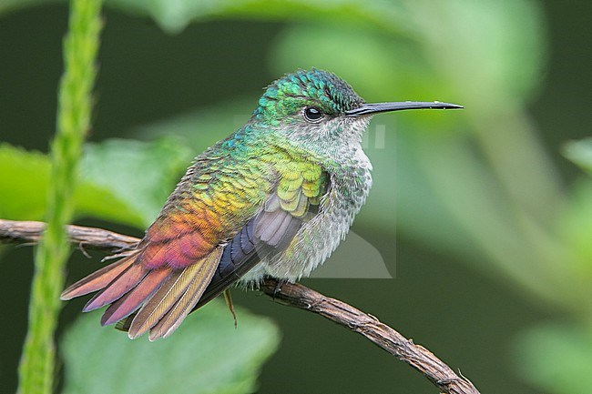 A female Golden-tailed Sapphire (Chrysuronia oenone oenone) at Vereda Verdeyaco, Cauca, Colombia. stock-image by Agami/Tom Friedel,