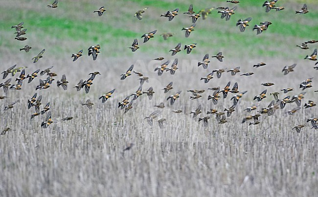 Brambling group flying'; Keep groep vliegend stock-image by Agami/Markus Varesvuo,