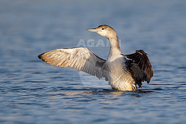 Adult non-breeding
Galveston Co., TX
May 2012 stock-image by Agami/Brian E Small,
