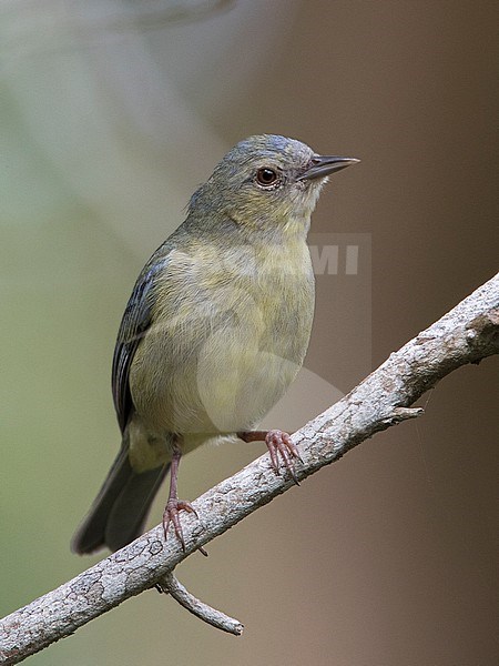 An immature Bicolored Conebill (Conirostrum bicolor) at Salamanca National Park, Colombia. IUCN Status Near Threatened. Several species of immature conebills are yellowish. stock-image by Agami/Tom Friedel,