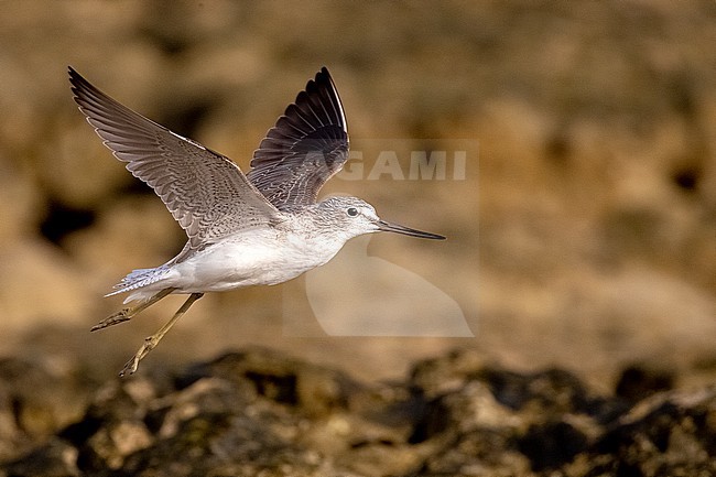 Common Greenshank (Tringa nebularia) in flight on a beach at low tide in Mogadishu, Somalia. stock-image by Agami/David Monticelli,