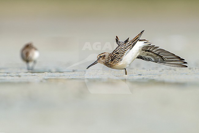 Broad-billed Sandpiper (Calidris falcinellus) during autumn migration in Mongolia. stock-image by Agami/Dani Lopez-Velasco,