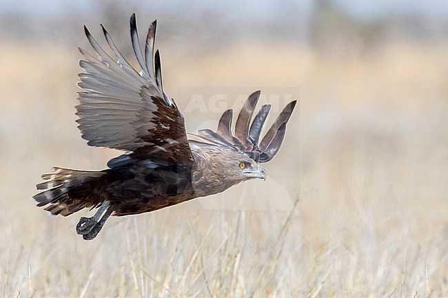Brown Snake Eagle (Circaetus cinereus), side view of an adult in flight, Mpumalanga, South Africa stock-image by Agami/Saverio Gatto,