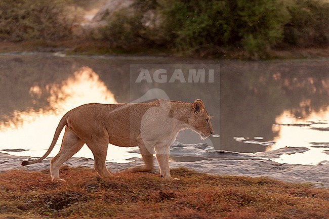 A lioness, Panthera leo, approaching the water's edge. Chief Island, Moremi Game Reserve, Okavango Delta, Botswana. stock-image by Agami/Sergio Pitamitz,