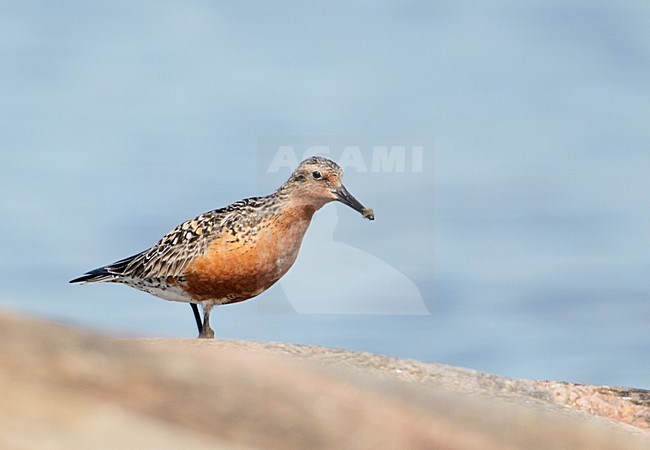 Kanoet in zomerkleed; Red Knot in breeding plumage stock-image by Agami/Markus Varesvuo,
