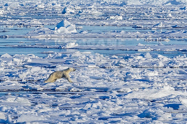 Polar Bear (Ursus marinus). Haussgarden, Greenland Sea. No Country for old Bear.
German Polar research expedition ship named Polarstern. Big breath front of me trying to get an interesting landscape picture. This Bear attract my ear by his strong breath at less than 10 meters far... A Polar Bear try to escape the boat. stock-image by Agami/Vincent Legrand,