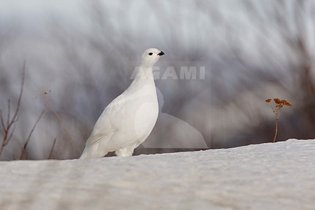 Moerassneeuwhoen in winterkleed; Willow Ptarmigan in winter plumage stock-image by Agami/Arie Ouwerkerk,