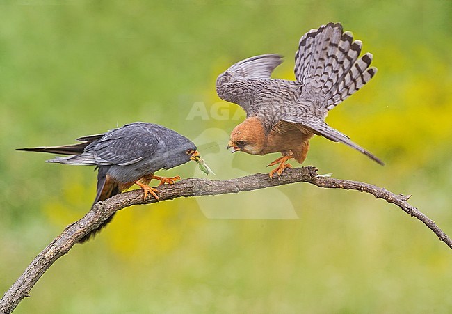 Pair (male and female) Red-footed Falcons (Falco vespertinus) stock-image by Agami/Alain Ghignone,