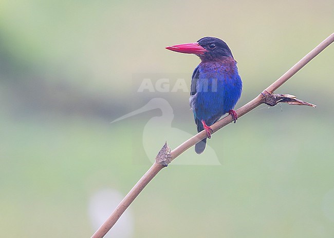 Javan Kingfisher (Halcyon cyanoventris) seen from the front, looking to the left. stock-image by Agami/Lennart Verheuvel,