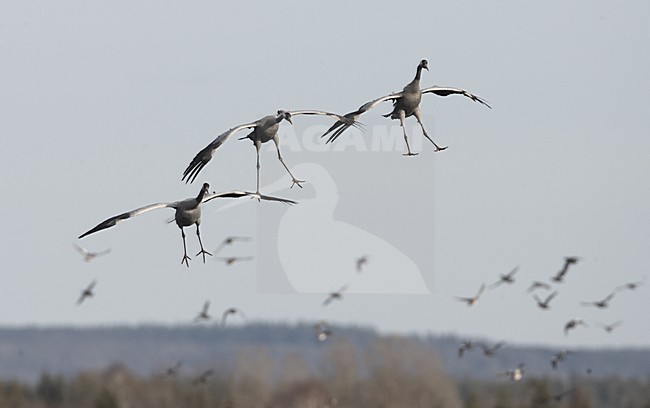Common Crane group flying; Kraanvogel groep vliegend stock-image by Agami/Jari Peltomäki,