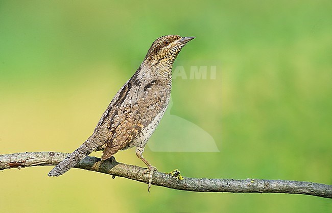  stock-image by Agami/Alain Ghignone,