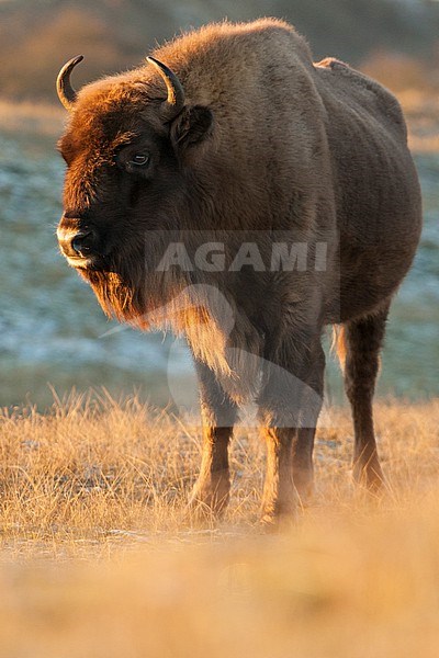European Bison (Bison bonasus) standing in dunes stock-image by Agami/Caroline Piek,
