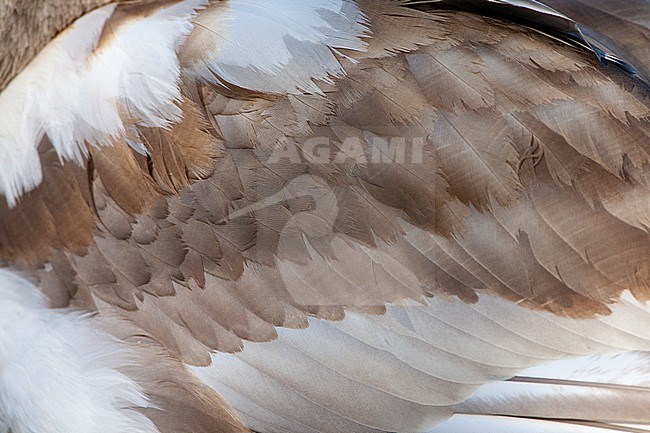 Feathers of an immature Mute Swan (Cygnus olor) in the Netherlands, stock-image by Agami/Marc Guyt,