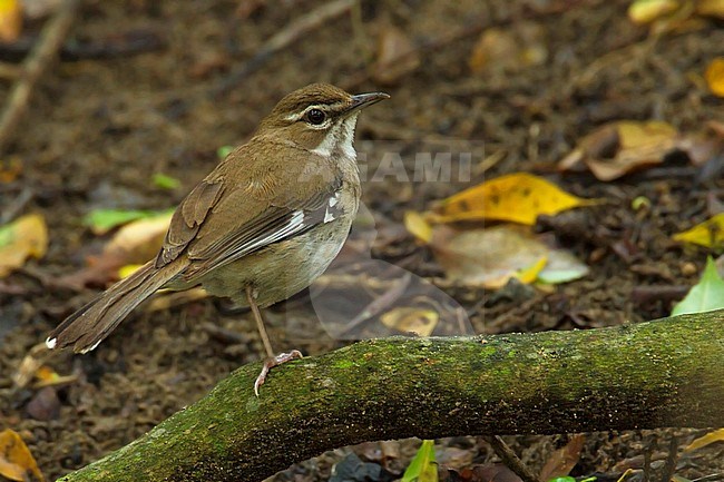 Brown Scrub-Robin (Cercotrichas signata) perched stock-image by Agami/Dubi Shapiro,