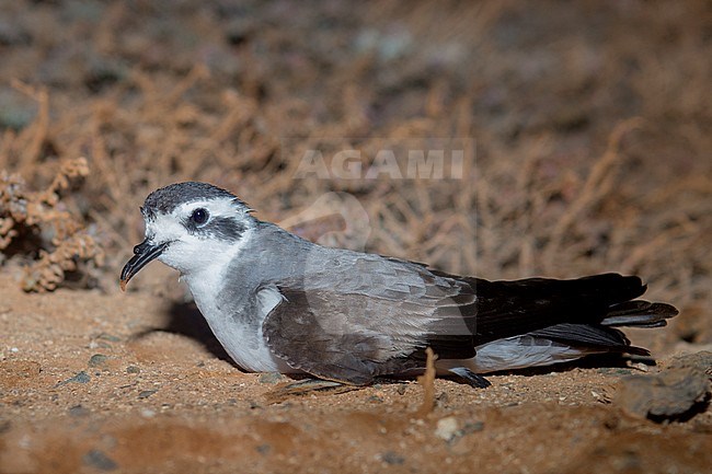 White-faced Storm Petrel, Adult, Boavista, Cape Verde (Pelagodroma marina) stock-image by Agami/Saverio Gatto,