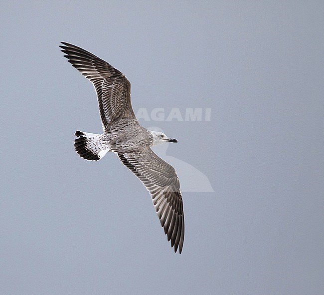 Caspian Gull (Larus cachinnans) in England. First-winter in flight, seen from above. stock-image by Agami/Josh Jones,