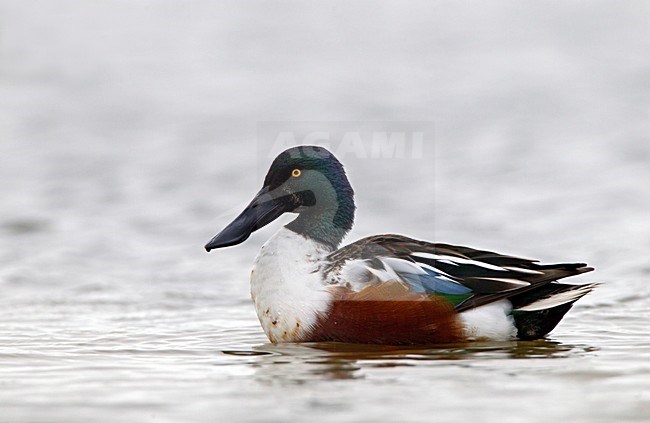 Mannetje Slobeend, Northern Shoveler male stock-image by Agami/Roy de Haas,