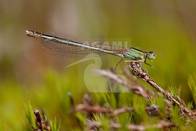 Adult female Scarce Blue-tailed Damselfly (Ischnura pumilio) resting on moss at the Hatertse Vennen in the Netherlands. stock-image by Agami/Fazal Sardar,