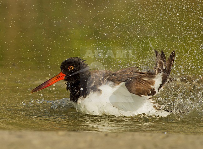 Badderende Amerikaanse Bonte Scholekster, American Oystercatcher bathing stock-image by Agami/David Hemmings,