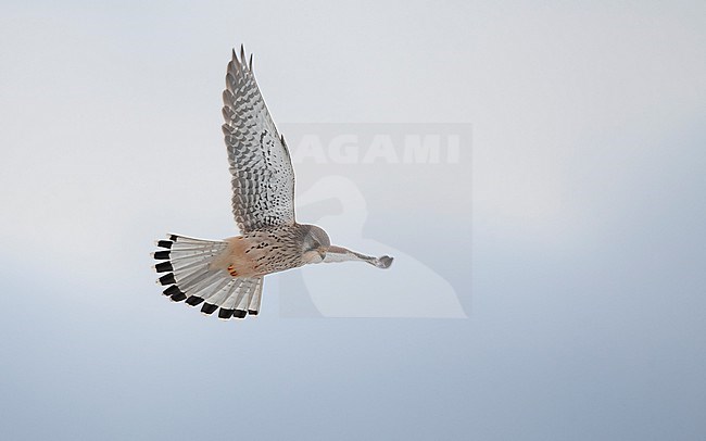 Male Eurasian Kestrel (Falco tinnunculus) in flight. Hovering in mid-air, looking for prey in Nordsjælland, Denmark stock-image by Agami/Helge Sorensen,