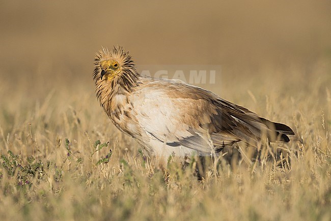 Endangered Egyptian Vulture (Neophron percnopterus) stock-image by Agami/Alain Ghignone,