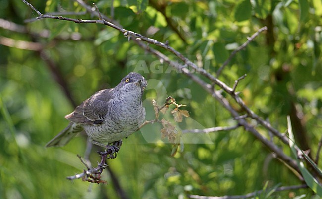 Sperwergrasmus in struik, Barred Warbler in bushes stock-image by Agami/Markus Varesvuo,