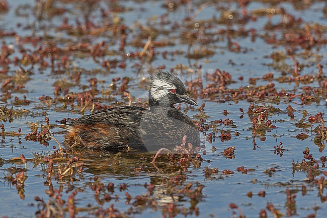 Adult White-tufted Grebe (Rollandia rolland) swimming in a lagoon on the Falkland islands. stock-image by Agami/Pete Morris,
