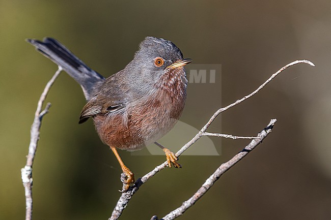 Dartford Warbler; Sylvia undata stock-image by Agami/Daniele Occhiato,