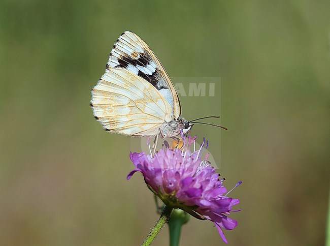 Marbled White (Melanargia galathea  leucomelas form) stock-image by Agami/Aurélien Audevard,