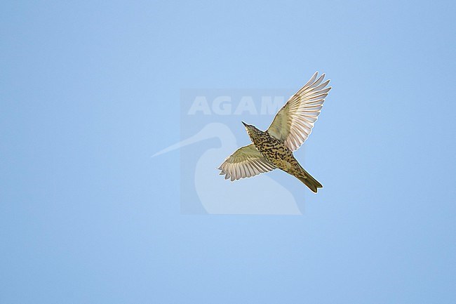 Mistle Thrush (Turdus viscivorus) in flight from below stock-image by Agami/Mathias Putze,