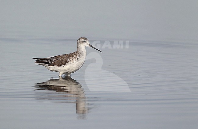 Marsh Sandpiper (Tringa stagnatilis) in (presumed) first summer plumage standing in shallow water at Khok Kham, Thailand. stock-image by Agami/Helge Sorensen,