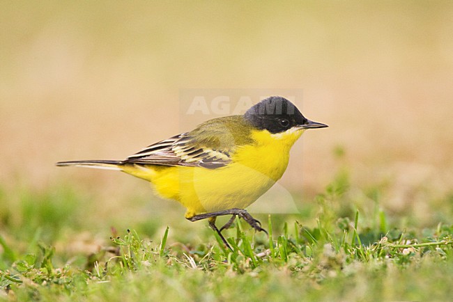 Noordse Gele Kwikstaart; Grey-headed Wagtail; Motacilla thunbergi stock-image by Agami/Marc Guyt,