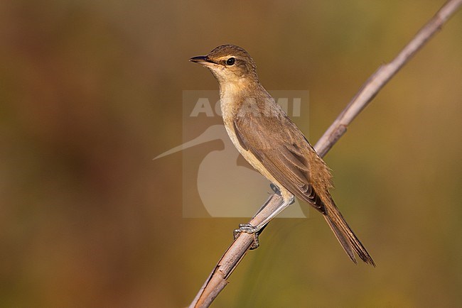 Great Reed warbler, Acrocephalus arundinaceus, in Italy. Perched on a twig. stock-image by Agami/Daniele Occhiato,