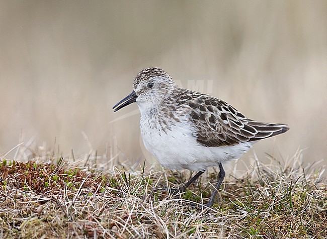Volwassen Grijze Strandloper in broedgebied, Adult Semipalmated Sandpiper in breeding habitat stock-image by Agami/Brian E Small,