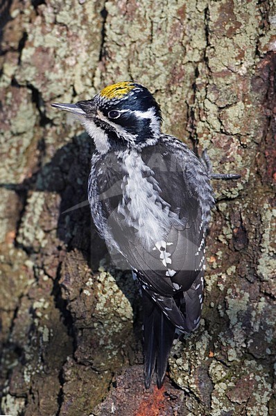 Three-toed Woodpecker climbing tree; Drieteenspecht tegen een boom stock-image by Agami/Markus Varesvuo,