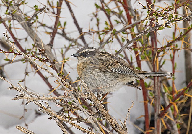 Radde's accentor, Prunella ocularis, in Turkey. stock-image by Agami/Pete Morris,