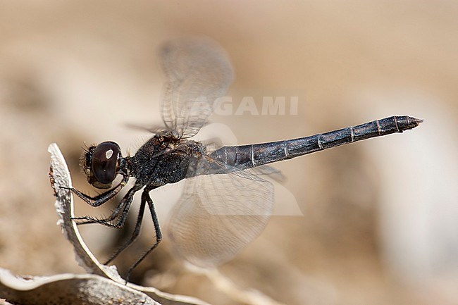 Vrouwtje Moriaantje, Female Diplacodes lefebvrii stock-image by Agami/Wil Leurs,