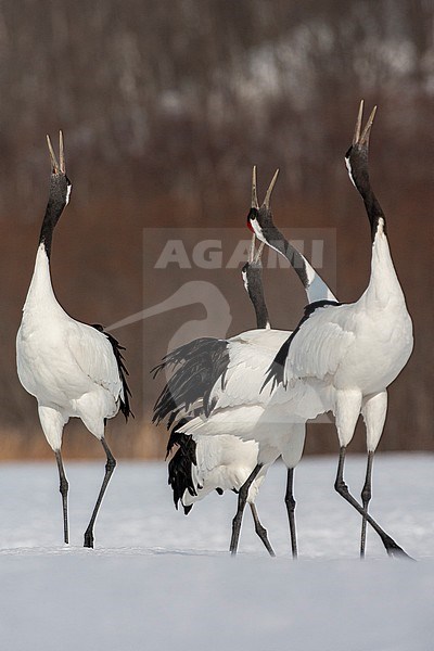 Four displaying Red-crowned Cranes (Grus japonensis) on Hokkaido in Japan during winter. stock-image by Agami/Marc Guyt,