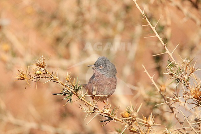 Male Tristram's Warbler (Curruca deserticola), peched on on a thorn bush, with an orange background, in Morocco. stock-image by Agami/Sylvain Reyt,