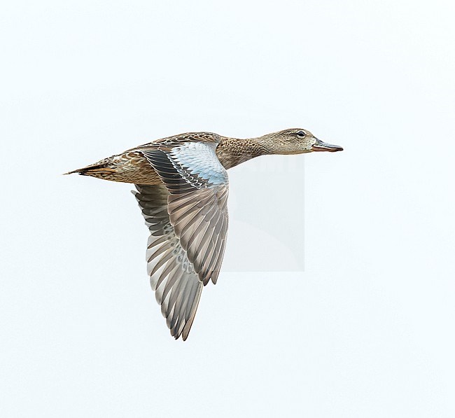 Wintering Blue-winged Teal, Spatula discors, on Bermuda. stock-image by Agami/Marc Guyt,